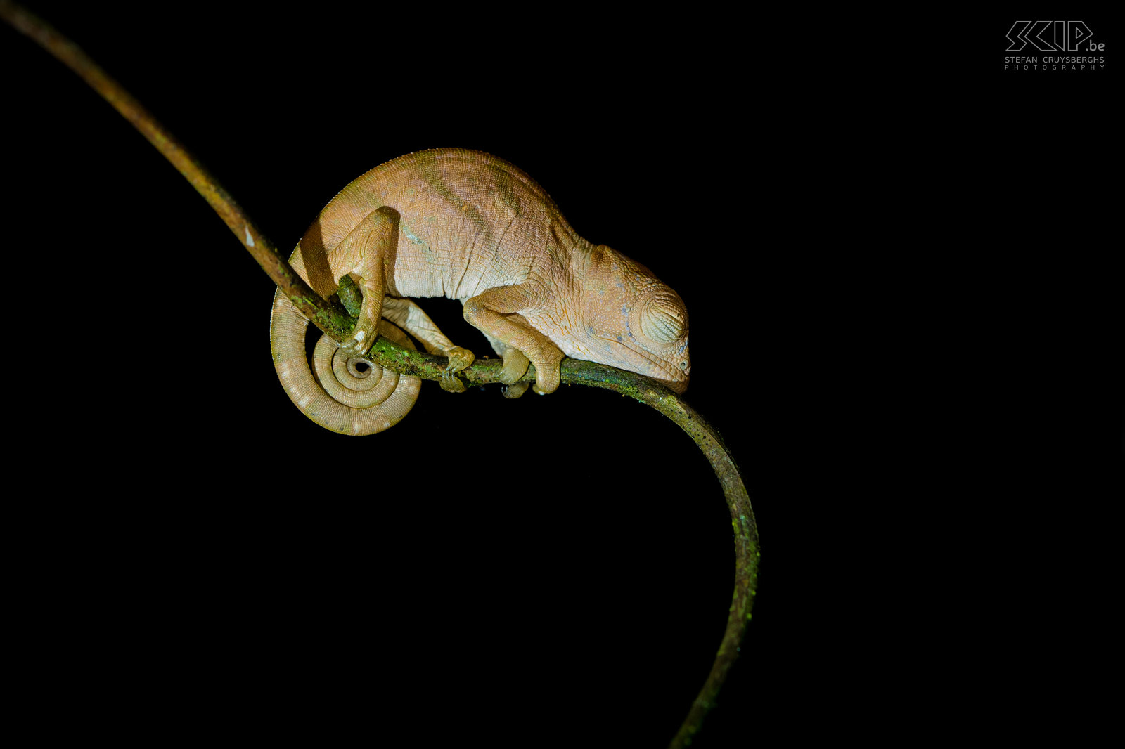 Andasibe - Baby Parson's chameleon A baby Parson’s chameleon sleeping on a branch in the VOI private reserve near Andasibe national park. Stefan Cruysberghs